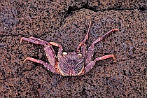 Crab Shell on Lava Rock